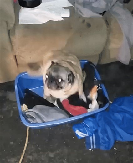 Un pug bailando (meme original) on Make a GIF