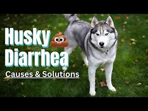Husky Diarrhea: Why It Happens & How To Help (right now!)