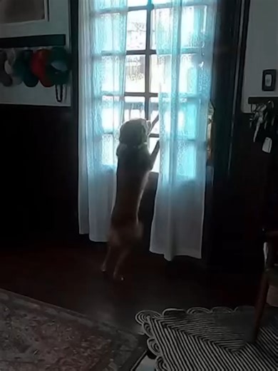 Así fue el emotivo reencuentro de la astronauta de Artemis II con su perra al volver a casa. Sadie no podía ocultar su emoción cuando se dio cuenta de que la astronauta Christina Koch había regresado tras varios días ausente por la misión que la llevó a orbitar la Luna. La científica dice que su perra le ha mostrado apoyo emocional.