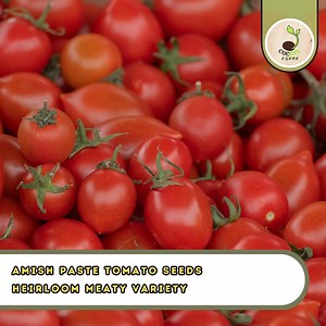 Amish Paste Tomato Seeds – Heirloom Meaty Variety for Sauces, Indeterminate Heavy Producer - Etsy