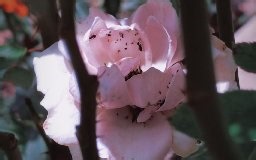 米津玄師 MV「Flamingo」-荼瞳子-我的歌单-哔哩哔哩视频