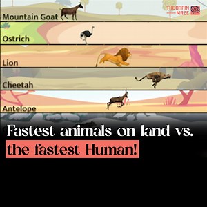 8.8M views · 36K reactions | How do the fastest animals on land compare to the speed of the fastest human? This animation pits them against each other in a thrilling race, showcasing the incredible speeds of nature’s top sprinters. Get ready to see who comes out on top in this ultimate showdown of speed! | The Brain Maze | Facebook