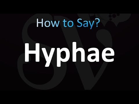 How to Pronounce Hyphae (correctly!)