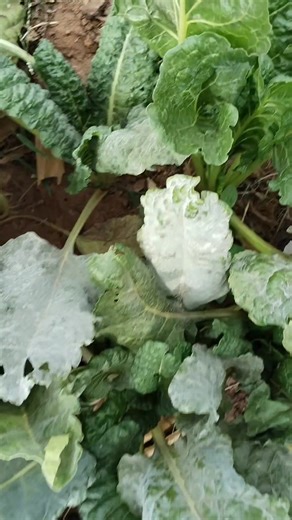 Control powdery mildew by applying azokon 10ml/20L polysil 3ml/20L from Growmate KENYA 254713172536 | Jeremiah Kawai