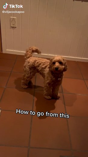 Effective Ways to Stop Cockapoos from Barking | Part 1