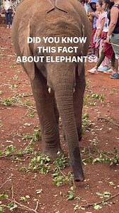 121K views · 1.6K reactions | African elephants are smaller at birth...