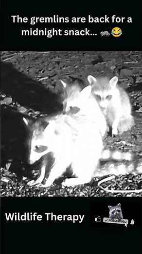 Baby Raccoons and a Midnight Snack 🦝🌙