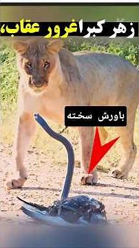 لحظه‌ای که مار کبرا عقاب دشت را فلج کرد|شیرهاامدند🦅🐉#WildlifeShorts#NatureIsBrutal#AnimalBattle