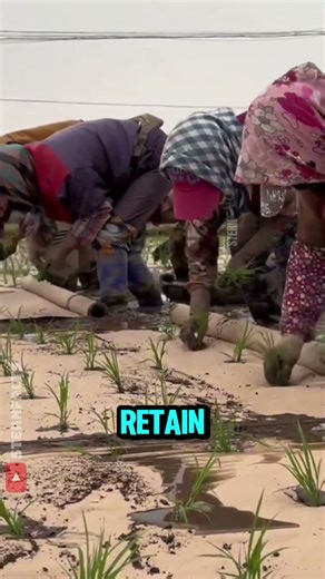 This Simple Sheet Can Double Your Rice Harvest 🌾