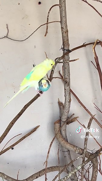 Budgie Mating Moment 🐦 | TRK Aviary #Budgie #Parakeet #Birds