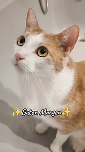 168K views · 2.4K reactions | Eddy & Barney wünschen euch einen wunderschönen guten MorgenFrauchen hat nun endlich Urlaub und wir sind überglücklich soviel Zeit miteinander verbringen zu können 﫶 Habt einen schönen Dienstag#gutenmorgentiktok #katzespricht #sprechendekatze #katzenliebe #inlove️ #katze #katzenvideo #meinbaby #catsoftiktok2023 #katzenauftiktok #tierliebe #lebenmitkatzen️ #ilovemycatsomuch️ | Hejdine | Facebook