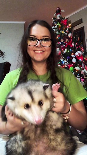 George Dancing Possum - Wild TikTok Star
