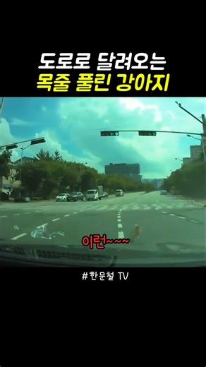도로로 달려오는. 목줄 풀린 강아지. #한문철TV #블랙박스 #사건사고 #위험 #경찰 #교통사고 #보험