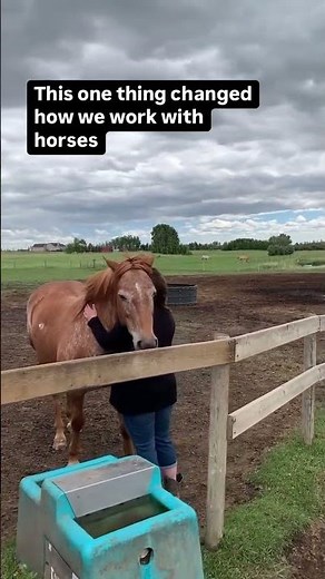 Get Certified With The Equine Connection - The Academy of Equine Assisted Learning