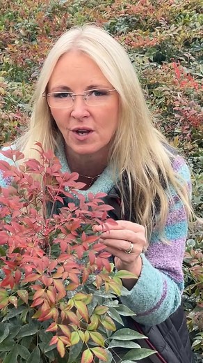 69K views · 331 reactions |  All-Year Garden Glow!  Nandina ‘Obsessed’ brings glorious evergreen foliage to your garden, adding colour, texture, and interest all year round. Perfect for any garden, big or small!  https://www.yougarden.com/item-p-510759/nandina-obsessed--sacred-bamboo #YouGardenUK #NandinaFirePower #EvergreenBeauty #GardenGoals #PlantForAllSeasons #GreenThumb | YouGarden | Facebook