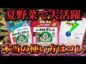 [Ortran] This is the real way to use it!! The type you use changes depending on the timing!?