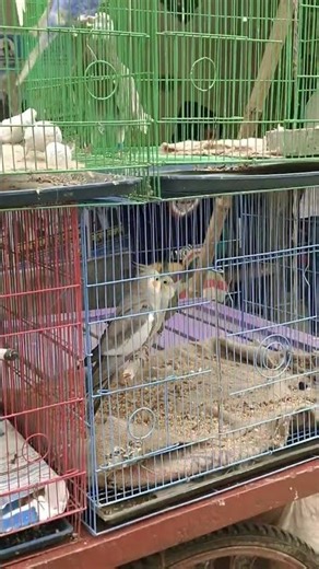 fince projatir pakhi java.. java fince..Bangladesh ar shb thekee choto ghugu #kba #kbcglobal #birds