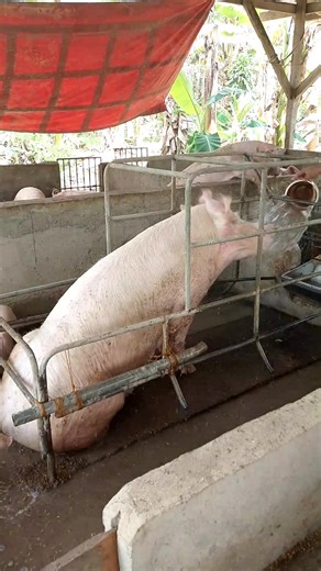 Mama Pig's Bath Time Fun 🐷 Hog Raiser Backyard Farming