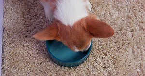 Dog corgi eats natural food from blue ceramic plate bites piece of beef meat top view. Puppy diet feeding time. Red head corgi buried in bowl of food licks delicious meat.
