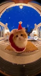 Meowy Christmas! 🎄😻 This Cat Is Absolutely THRILLED It's Holiday Season!