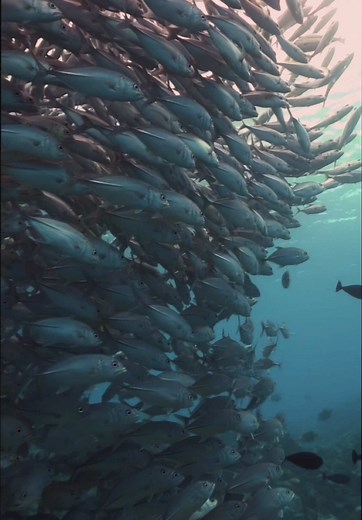 Exploring the Marine Wonders of Palau