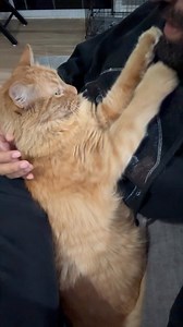 70K views · 5.7K reactions | Kermit makes the rules  #catoftheday #catdad #mrkermitmeow #catsoffacebook #cats | Javie and Mr. Kermit | Facebook