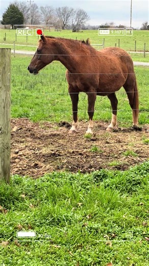 Foaling season is in the home stretch at our place! 🐴✨ The girls should be foaling any day now and the excitement is building. There’s just something special about this time of year—late night barn checks, fresh spring air, and the promise of new little lives hitting the ground soon. Now we wait… and watch… and drink lots of coffee. ☕️ If you need us, we’ll be in the barn! Who else is expecting foals soon? 🤍