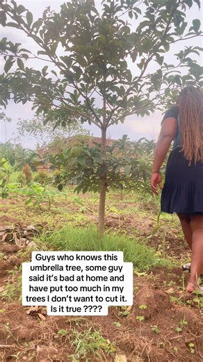 Umbrella Trees: Myths and Facts About Their Care