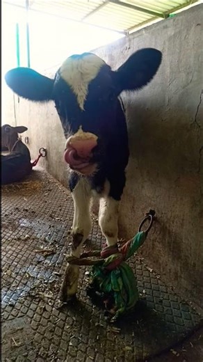 You’ll Fall in Love With This Cute Baby Calf 🐮❤️#shorts #shortfeed #trending #cow #farming #animals
