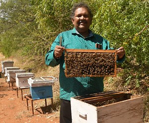 Moringa honey: How Italian bees are helping farmers in sweet enterprise