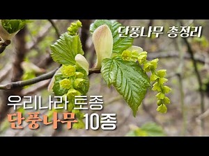EP.61 | 토종 단풍나무 10종 총정리 | 당단풍 고로쇠 청시닥 부게꽃 산겨릅 복자기