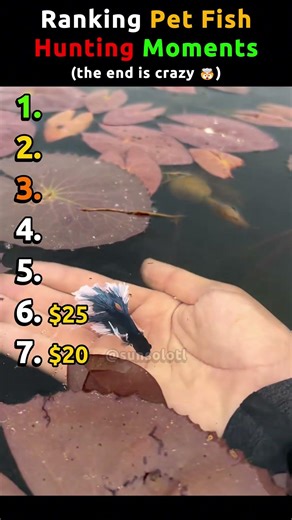 Ranking Rare Pet Fish Hunting Moments #pet #petfish