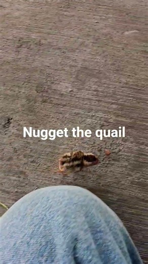 Nugget #quail #weirdo