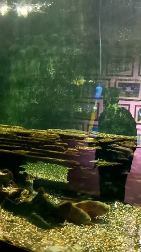 263K views · 10K reactions | Bagh E Bahu Aquarium Jammu | Unexplored Beauty Of Pogal Paristan | Facebook