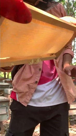 Processing Honey Harvest 🍯🐝 | Pure Honey Journey