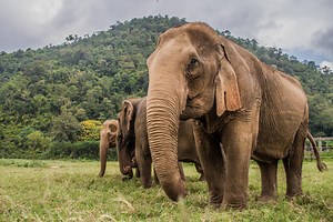 Elephant Tourism Is Way More Complex Than You’d Imagine: The Thailand Example