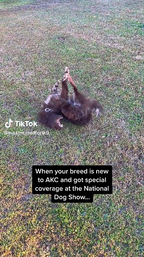 Mariah, Jar, Ripley on TikTok