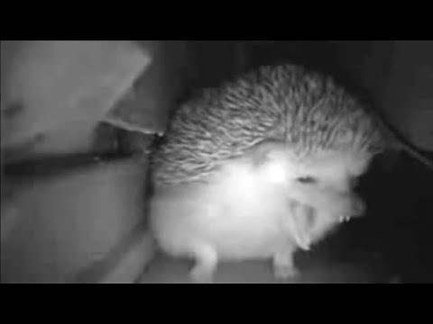 hedgehog sneezes and explodes meme