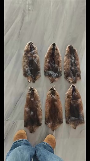 Muskrat whole skin for fly tying