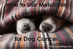 More Melatonin and Dog Cancer - Dog Cancer Blog