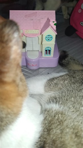 Cool cat and dog asmr #satisfying #asmr #viral #trending | Gha Cheryl