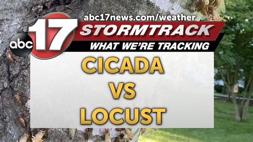Insider Blog: Differences in cicadas and locusts