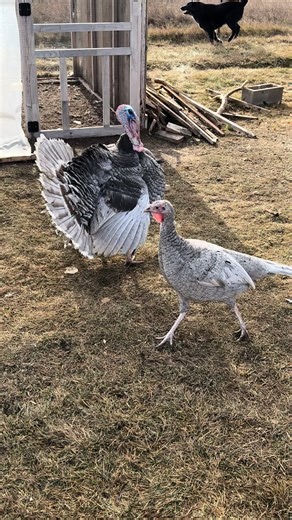 Raising Turkeys on the Farm: A Humorous Journey