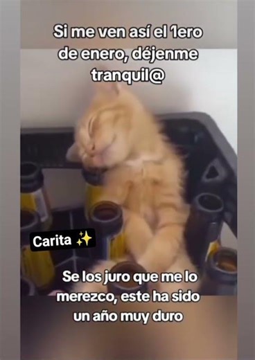 #humor #fly #rell 🥴 desde ahora 😹✨🙊