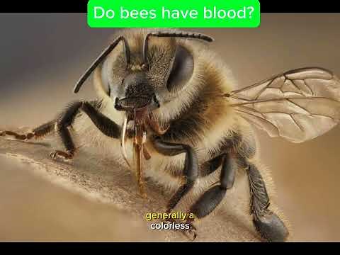 Do bees have blood?