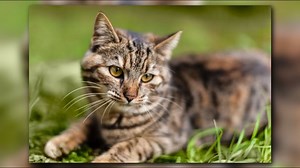 Tips for adopting a cat