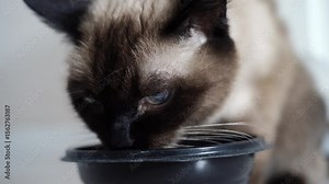 Siamese cat enjoying a meal in closeup sequence: nutritional experience with captivating feline details.