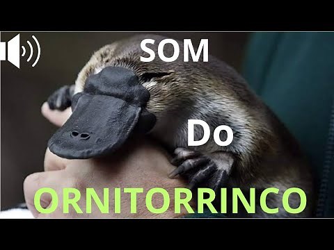 você já ouviu o som do ORNITORRINCO?