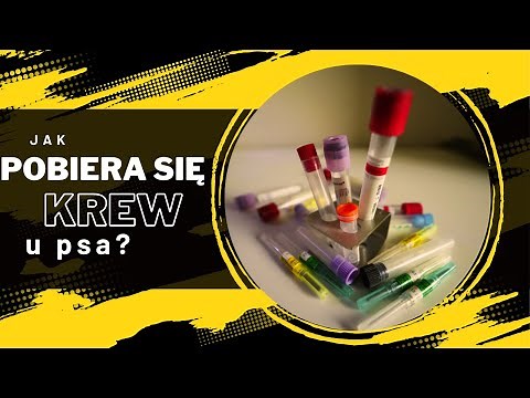Pobranie krwi u psa - jak wygląda i jak przygotować do tego naszego pupila.