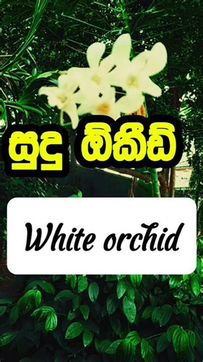 සුදු මල් සුවඳේ සිනහව 😁 | White Orchid Sri Lanka Cinematic Vlog#shorts_video #beuty #flowers🌸